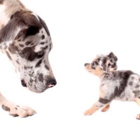 World's Tallest and Smallest Dogs Meet Up for a Playdate