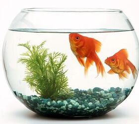 Is It Safe to Keep Fish in a Small Bowl?