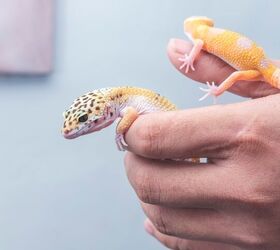 What Are Good Reptiles for First-Time Owners?