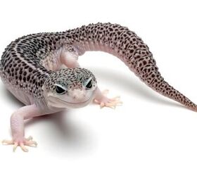 what are good reptiles for first time owners