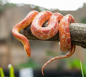 what are good reptiles for first time owners