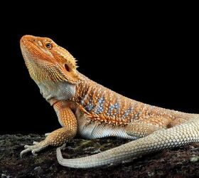 what are good reptiles for first time owners
