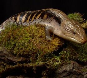 what are good reptiles for first time owners