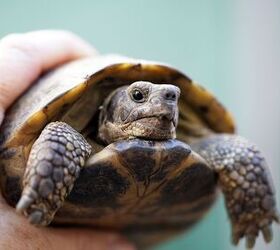 what are good reptiles for first time owners