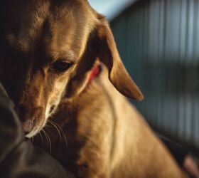 How to Build a Bond with Your New Rescue Dog