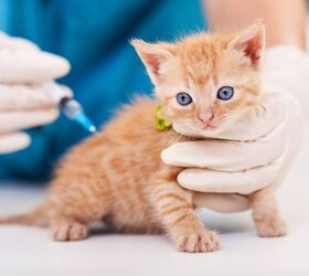What Vaccines Does My Kitten Need?