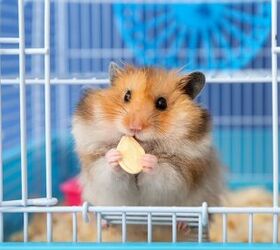 How Can I Tell If My Hamster Is Happy?