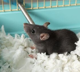 What’s the Best Litter for My Pet Rat?