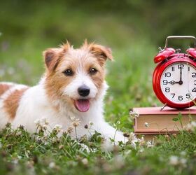 Can Dogs Really Tell Time?