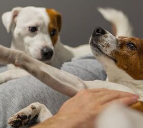 can my dog get jealous, Iryna Demchuk An Shutterstock
