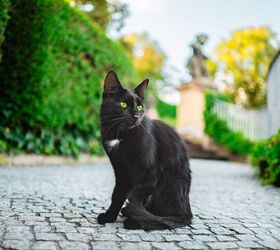 Cat Owners Spend Over $22,000 to Find Their Missing Pet