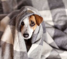 How To Replace Your Pet's Fave (Worn Out) Blanket with Something New?