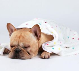 how to replace your pet s fave worn out blanket with something new