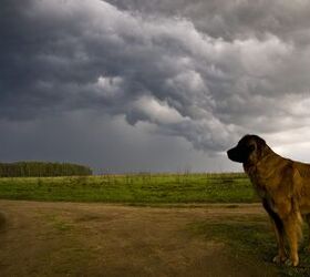Here's How to Prepare Your Pets for Hurricane Season