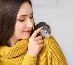 The Essentials You Need for a Pet Rat