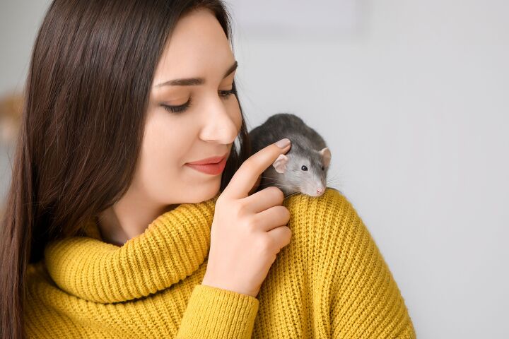 The Essentials You Need for a Pet Rat | PetGuide
