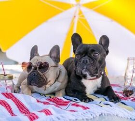 Tips for Planning the Perfect Pet-Friendly Summer Vacation