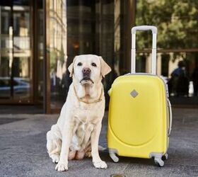 tips for planning the perfect pet friendly summer vacation, Photo credit LightField Studios Shutterstock com