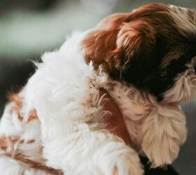5 Great Dog Breeds for New Dog Owners Over 50