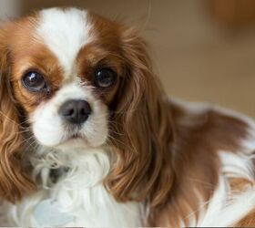 5 great dog breeds for new dog owners over 50