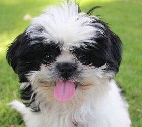 Shih Tzu
