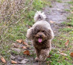 Mini poodle