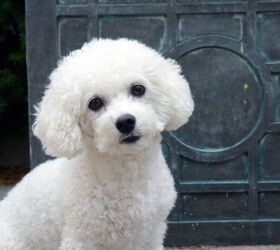 Bichon Frise