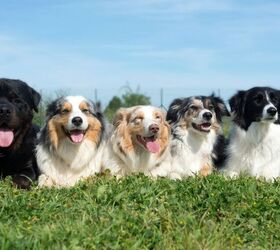 5 great dog breeds for new dog owners over 50