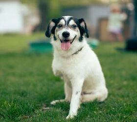 Do Our Pets Experience Phantom Pain?