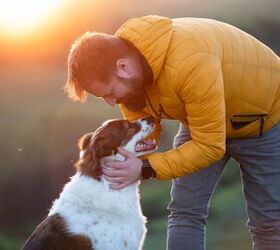 survey reveals cats and dogs more comforting than spouses, Melinda Nagy Shutterstock