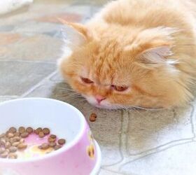 what is giardia in cats, Photo credit smile photo Shutterstock com