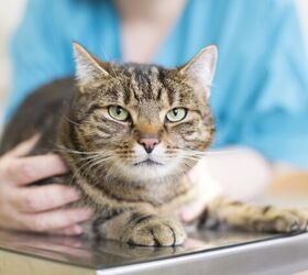 What is Giardia in Cats?