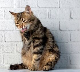 Why is My Cat Not Grooming?