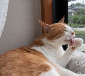 why is my cat not grooming, Photo credit rai106 Shutterstock com