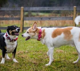how to introduce a new pup without making your resident dog jealous, Two dogs image via Canva