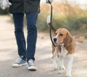 how to introduce a new pup without making your resident dog jealous, Dog on a walk image via Canva