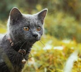 Is Your Cat Safer With or Without a Collar?