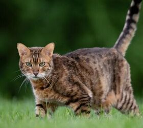 is your cat safer with or without a collar, Cat image via Canva