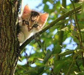 is your cat safer with or without a collar, Cat in a tree image via Canva