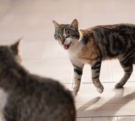 Introducing a New Cat to Your Pet Family? We Can Help!