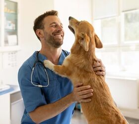 How to Find the Best Veterinarian for Your Pet