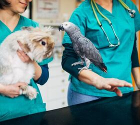 how to find the best veterinarian for your pet, Photo credit hedgehog94 Shutterstock com