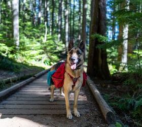 Essential Gear You Need for Hiking With Your Dog