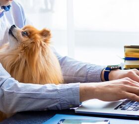 Tips for Working From Home with Pets