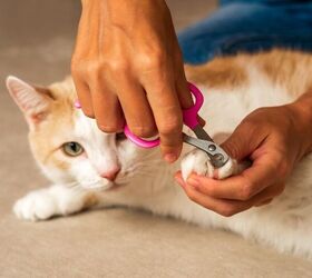 How to Trim Your Cat’s Nails Safely