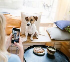 Study Confirms Pets Are Better Social Media Influencers than People