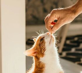 This Easy 3-Ingredient Recipe Makes the Perfect Cat Treat