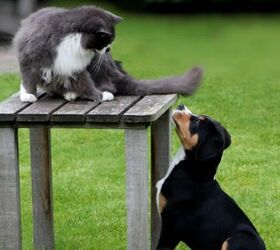 Do Cats and Dogs Really Hate Each Other?
