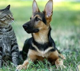 do cats and dogs really hate each other, Cat and dog image via Canva