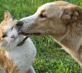 do cats and dogs really hate each other, Cat and dog image via Canva